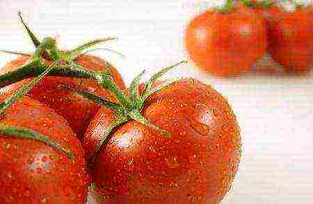 Справедливо лучший сорт — томат суперстейк f1: описание помидоров и советы по выращиванию