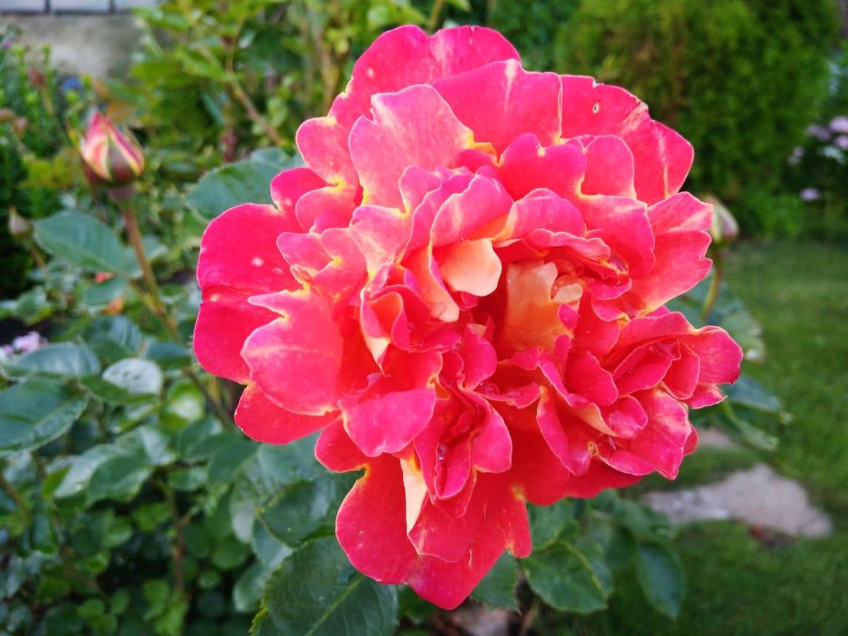 Описание и правила выращивания роз сорта Рапсодия ин Блю