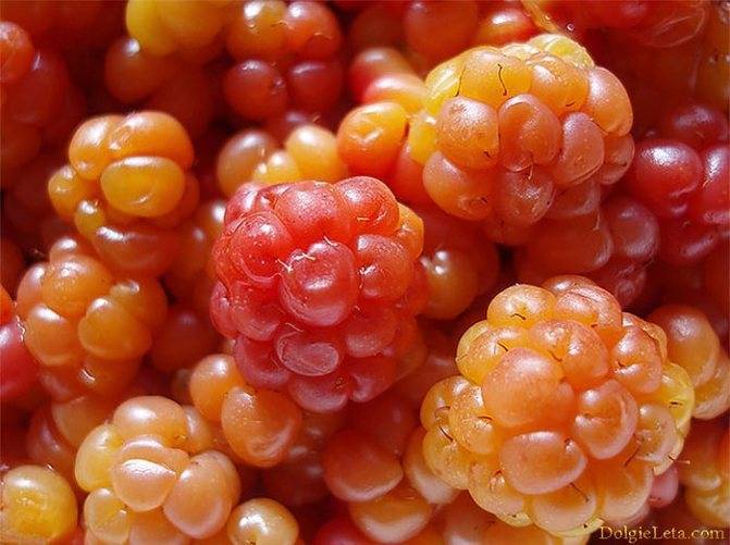 Как дольше сохранить сезонные ягоды и фрукты свежими
