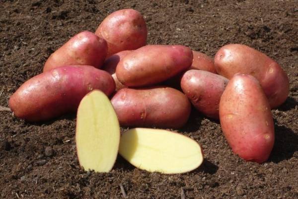 Картофель киви: характеристика и описание сорта, отзывы