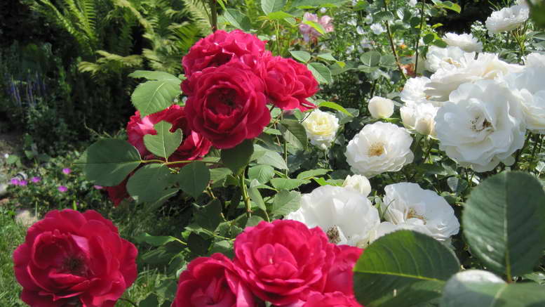 Описание лучших сортов канадских роз, посадка и уход в открытом грунте