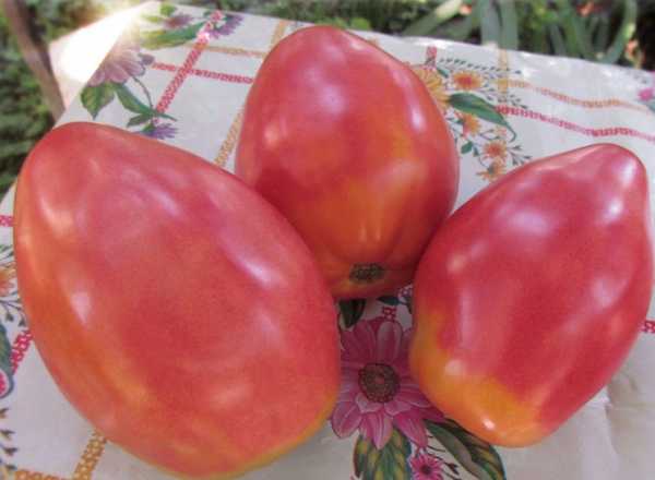 Семена томатов от валентины редько каталог