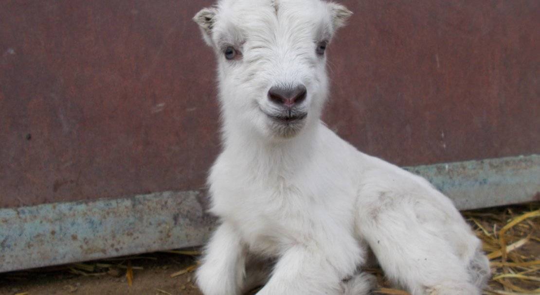 Порода шами – фото и характеристика дамасской козы