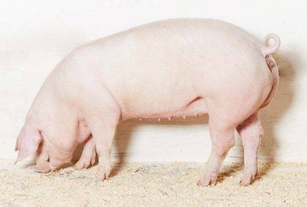 Описание и характеристики крупной белой породы свиней, содержание и разведение