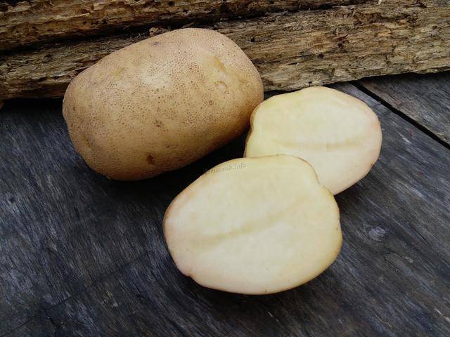 Сорт картофеля «синеглазка»: характеристика, описание, урожайность, отзывы и фото