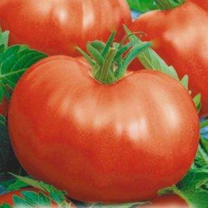 Характеристика и описание сорта томата нужный размер, его урожайность