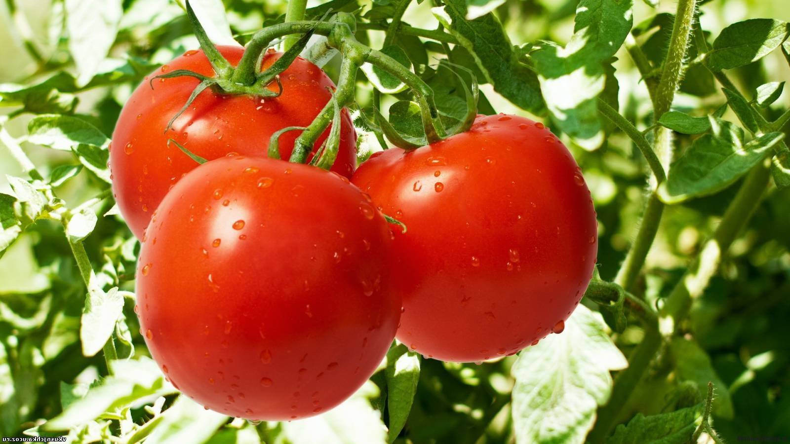 Характеристика и особенности выращивания томата дубрава