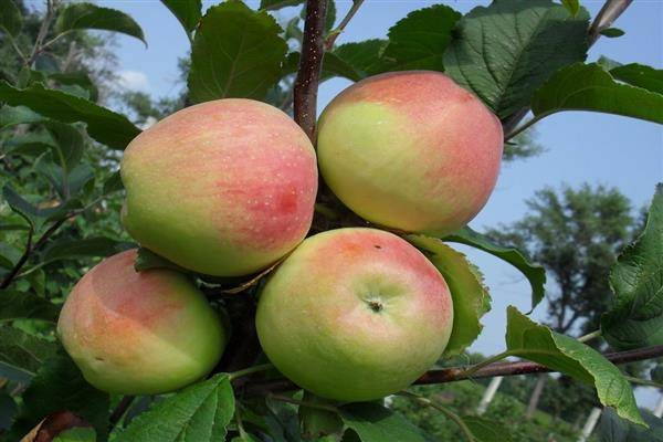 Скороплодная яблоня ветеран: описание, фото