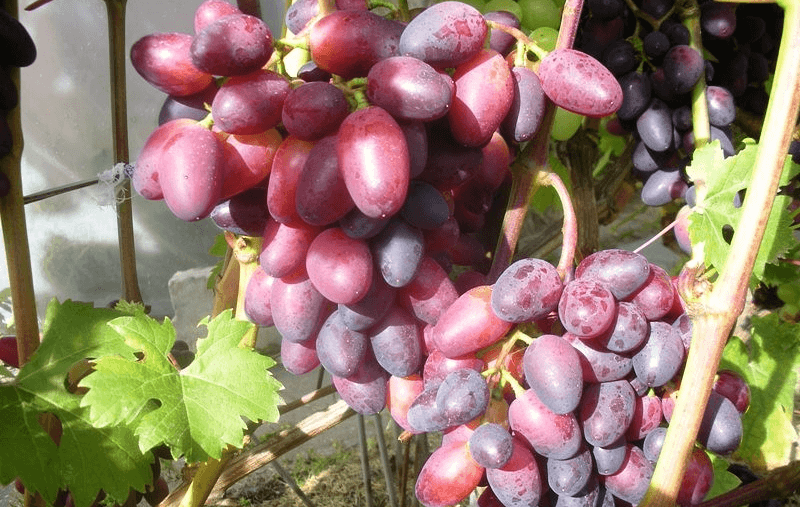 Описание и характеристики винограда сорта Красотка, сроки созревания и уход