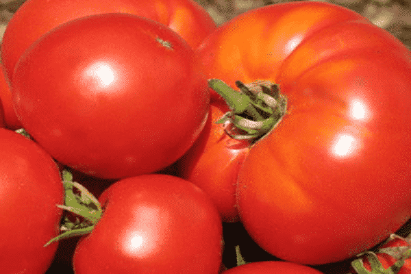 Описание сорта томата Дорогой гость, рекомендации по выращиванию и уходу
