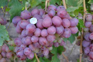 Описание и характеристики винограда сорта виура, посадка и уход