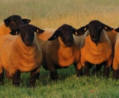 Асканийская порода овец: описание и характеристика