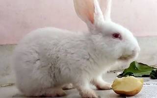 Можно ли давать кроликам пшеницу: польза и вред, правила кормления