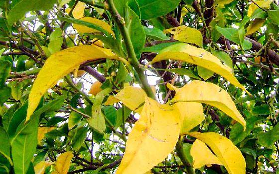 Почему у лилии желтеют листья – все возможные причины и что делать