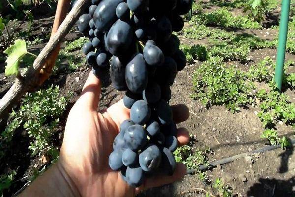 Описание винограда сорта таежный, правила посадки и ухода