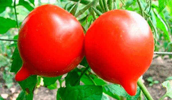 Всегда продуктивный — томат гибрид тарасенко 2: описание сорта и советы по выращиванию