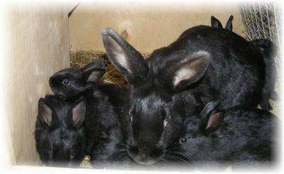 Почему крольчихи съедают своих крольчат: причины, что делать если едят детенышей