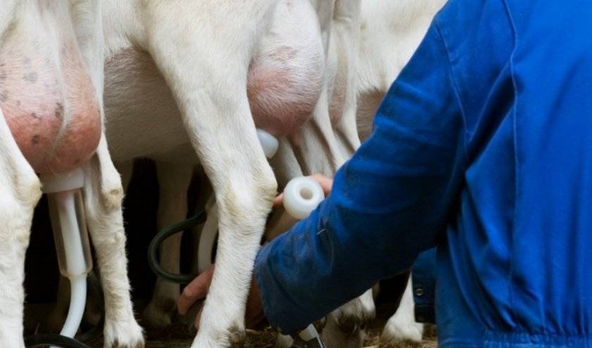 Лечение мастита у козы в домашних условиях