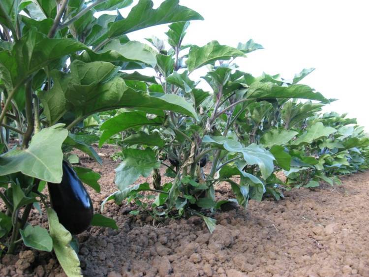 Можно ли вырастить огурцы и баклажаны вместе: условия для выращивания
