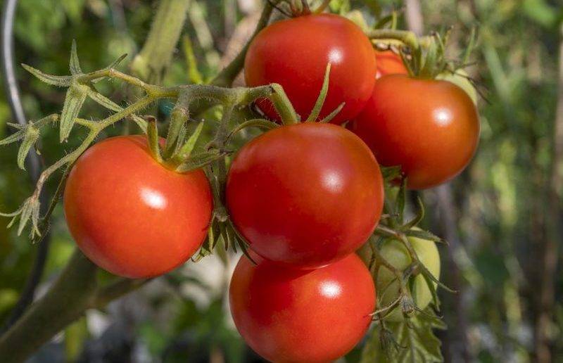 Лучшие сорта томатов для открытого грунта и теплиц Удмуртии