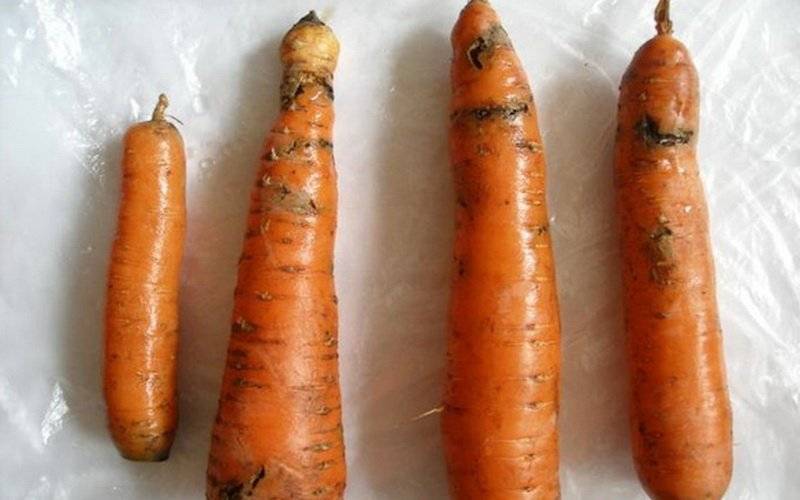 Простые приемы эффективной борьбы с вредителями и болезнями моркови