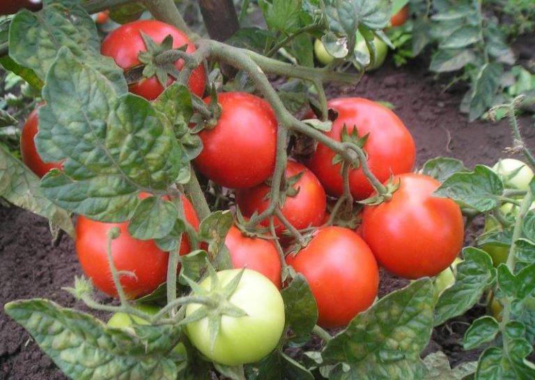 Описание и особенности выращивания сорта томатов «тарпан»