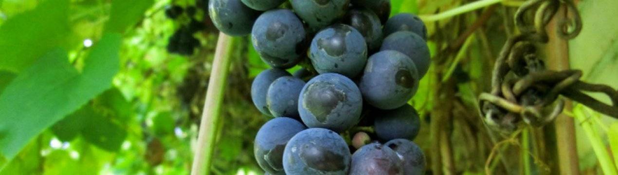 Топ 13 простых рецептов приготовления маринованного винограда на зиму