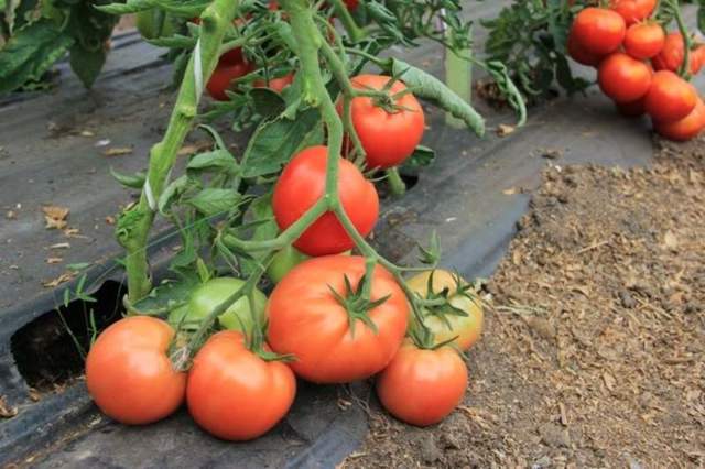 Описание гибридного томата киржач и выращивание из семян