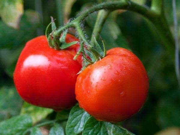 Самые урожайные томаты для подмосковья