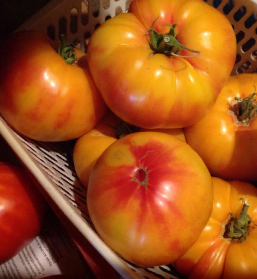 Интересный цвет и размеры плодов сорта томатов «грейпфрут» покорят всех