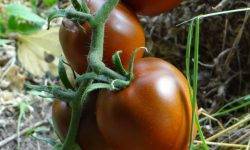 Томат исполин: характеристика и описание сорта, урожайность с фото