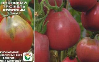 Описание томата розовые щёчки — отзывы, характерные особенности