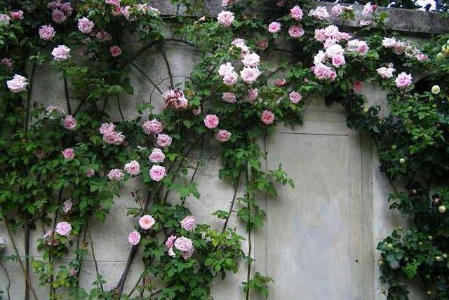 Причины, почему не цветет плетистая роза и как помочь растению