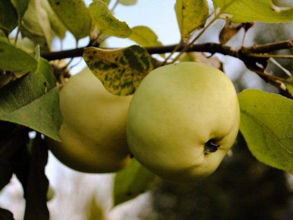Описание посадки и ухода яблони мантет
