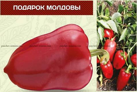 Перец подарок молдовы — описание сорта, фото, отзывы, посадка и уход