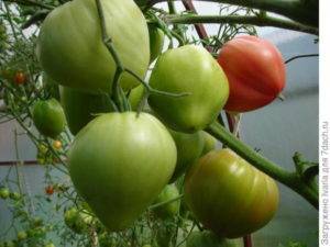 Сорт томата «мясистый сахаристый»: описание, характеристика, посев на рассаду, подкормка, урожайность, фото, видео и самые распространенные болезни томатов