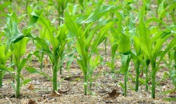 Норма высева кукурузы: как и когда сажать в открытый грунт семенами