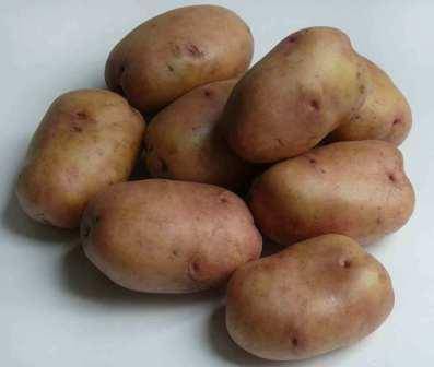 Сорт картофеля жуковский
