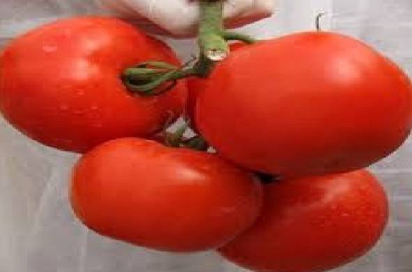 Столичный гость на грядке — сорт томата «москвич», описание, характеристики, фотографии