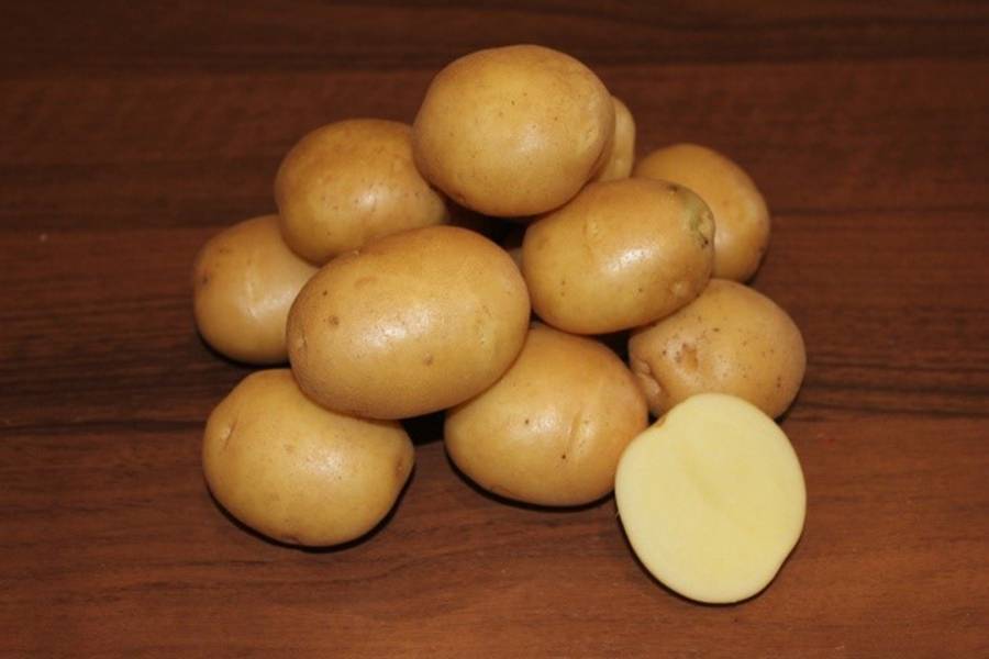 Картофель гулливер