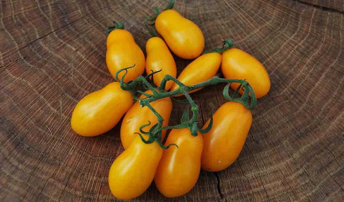 Желтые помидоры: лучшие сорта для открытого грунта, особенности популярных сортов