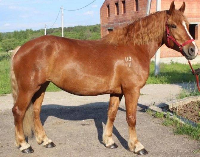 Как содержать лошадь голштинской породы?