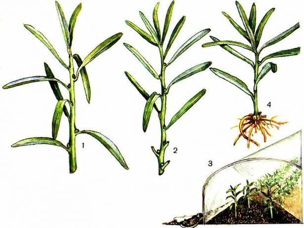 Сорта и виды кустового тархуна, как выбрать ароматный эстрагон и его применение