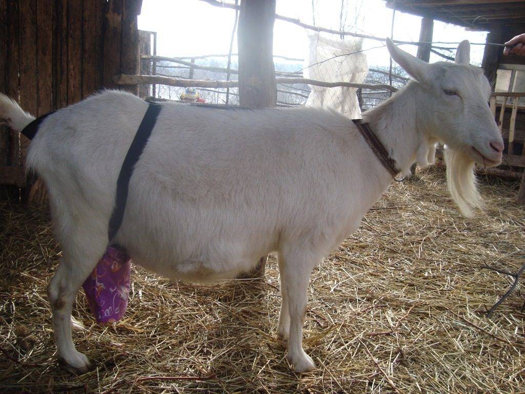 Лечение и профилактика мастита у козы