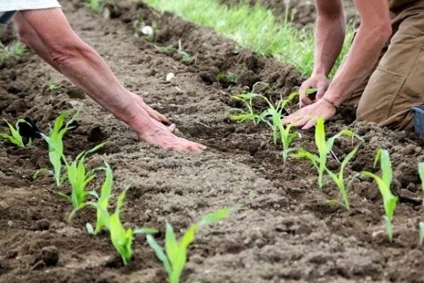Как правильно высадить рассаду кукурузы в открытый грунт?