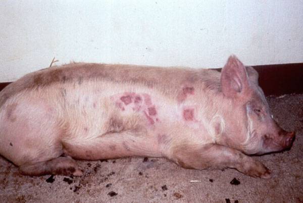 Причины и симптомы африканской чумы свиней, опасность для людей и как передается