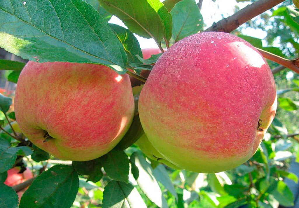Яблоня услада — украшение сада