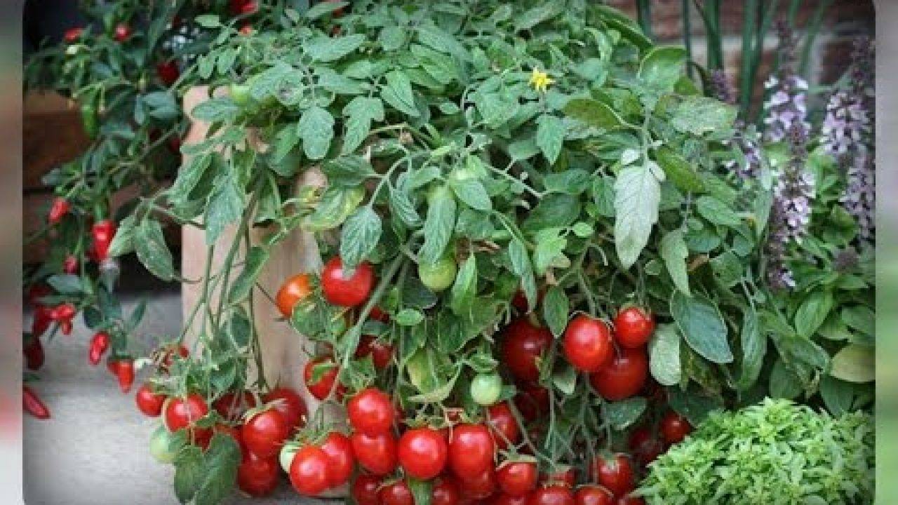 Подробное описание помидоров линда f1 — особенности плодов и семян