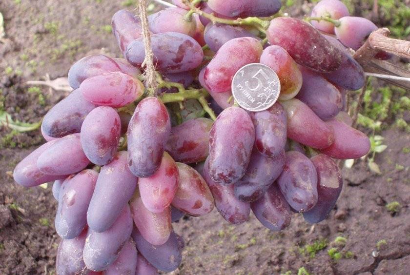 Выращивание винограда для начинающих
