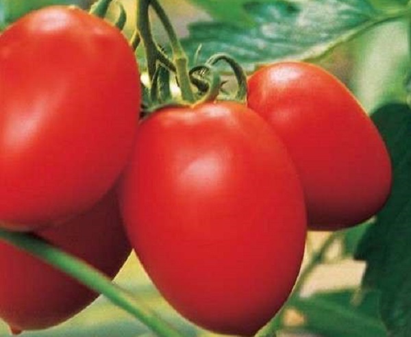 Настоящий высокоурожайный южанин – сорт томата «о-ля-ля»: фото, описание и особенности выращивания